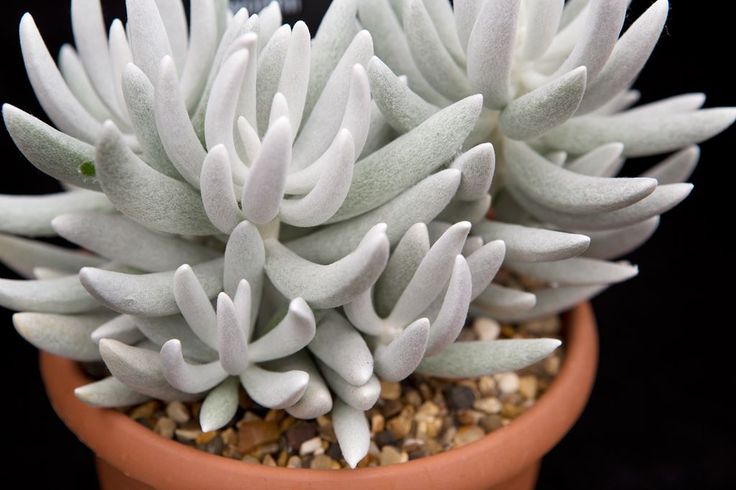 Senecio haworthii