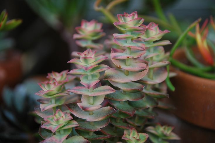 Crassula Perforata