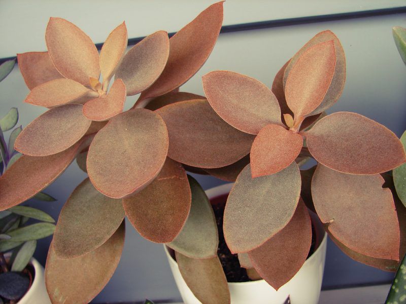 suculenta colher de cobre Kalanchoe orgyalis