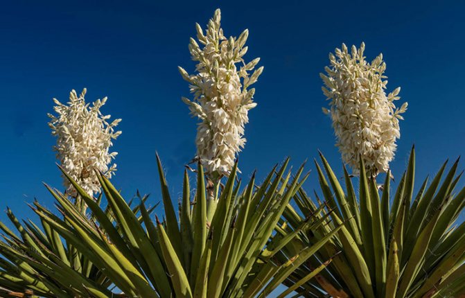 Yucca 