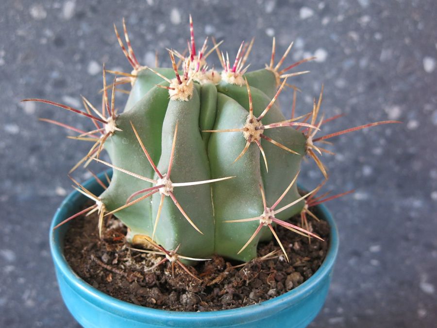 Ferocactus glaucescens