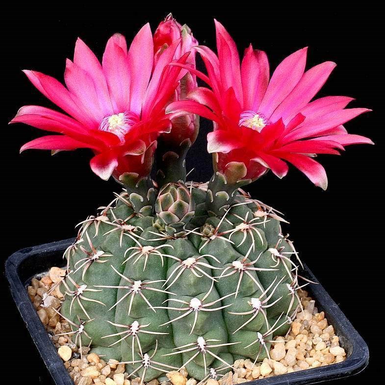 Gymnocalycium baldianum