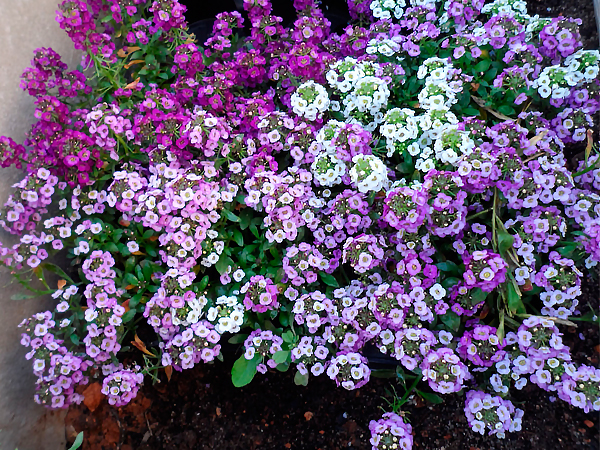 Alyssum