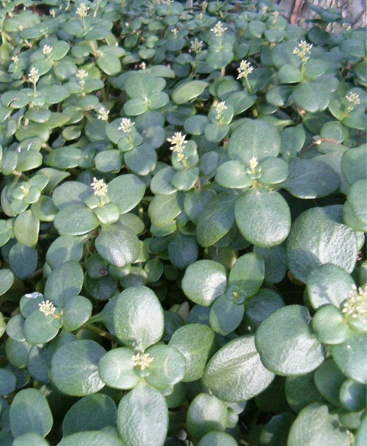 Crassula Multicava