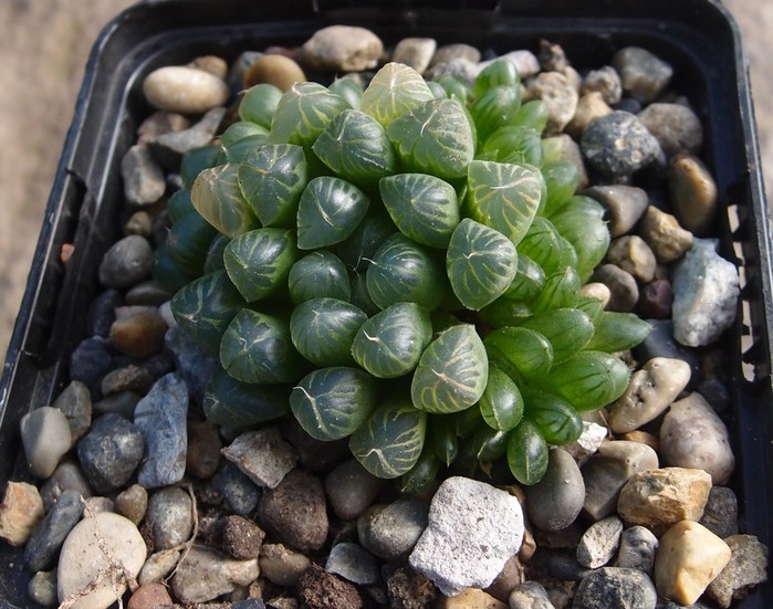 Haworthia Cooperi