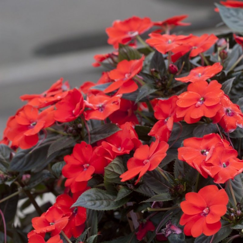 Sunpatiens