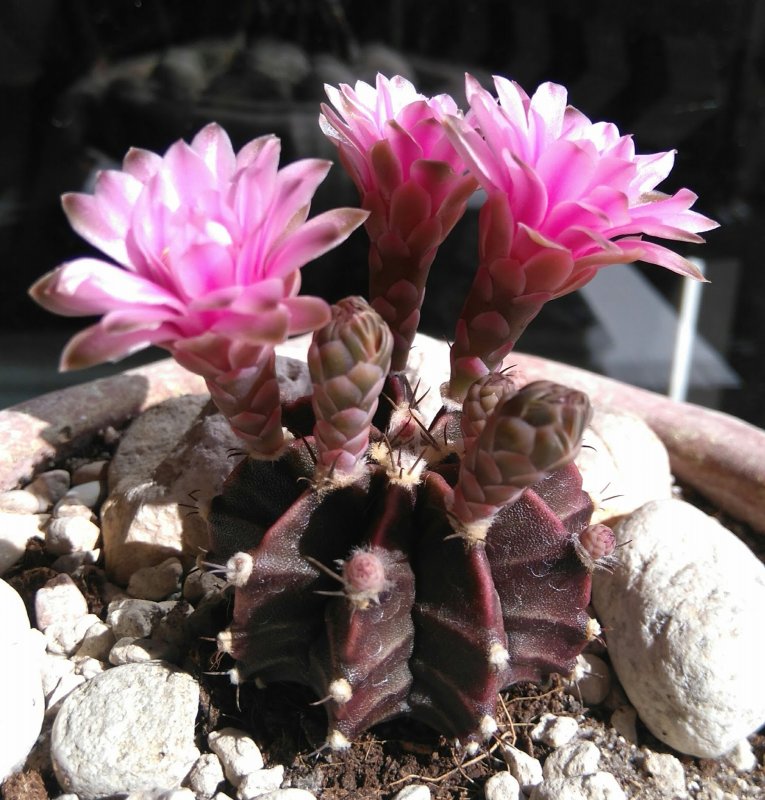 Gymnocalycium mihanovichii