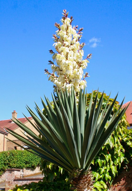 Yucca 