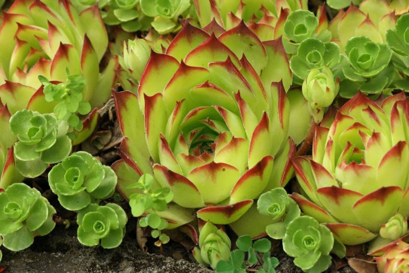 Sempervivum tectorum 