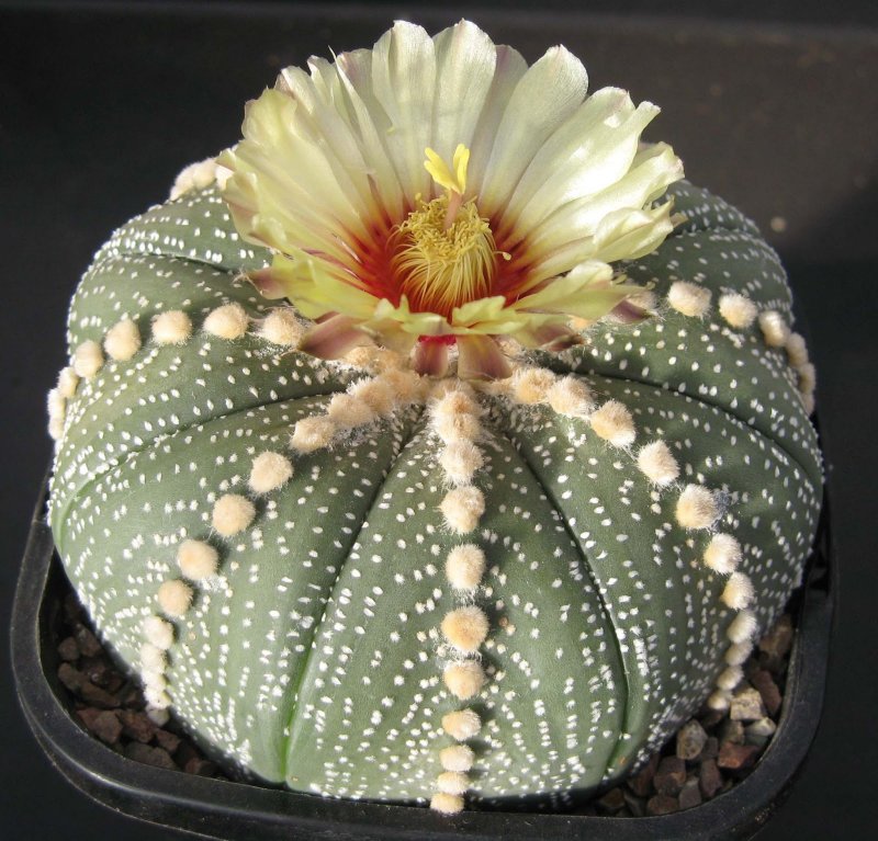 Astrophytum asterias