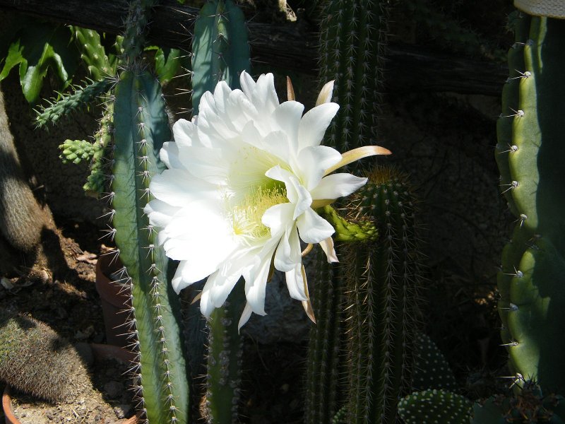 Echinopsis spachiana