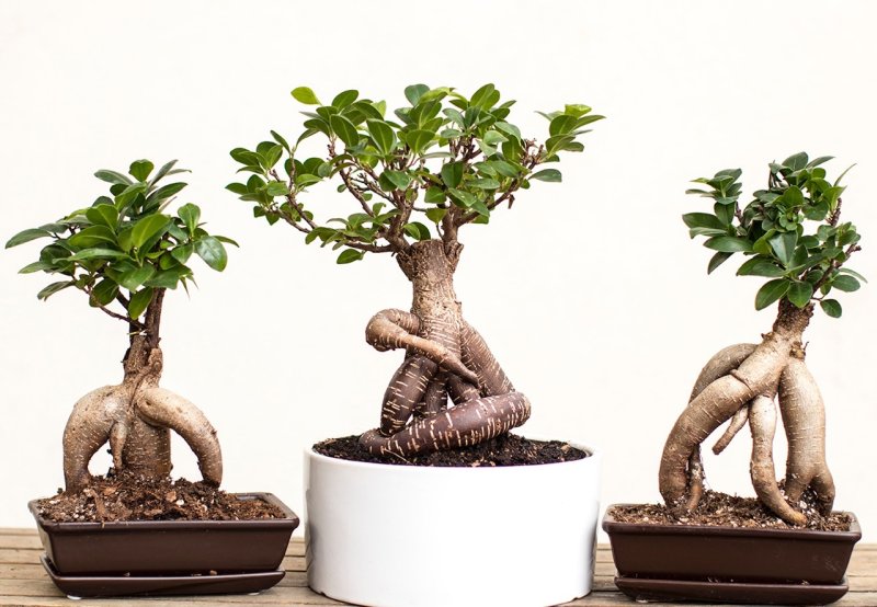 Ficus-Microcarpa