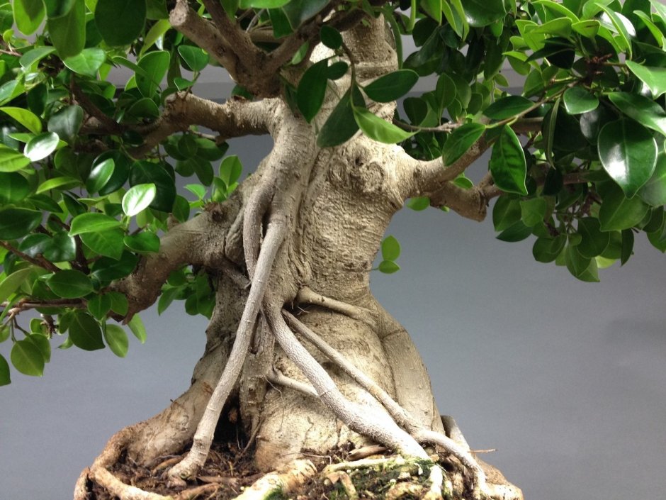 Ficus-Microcarpa