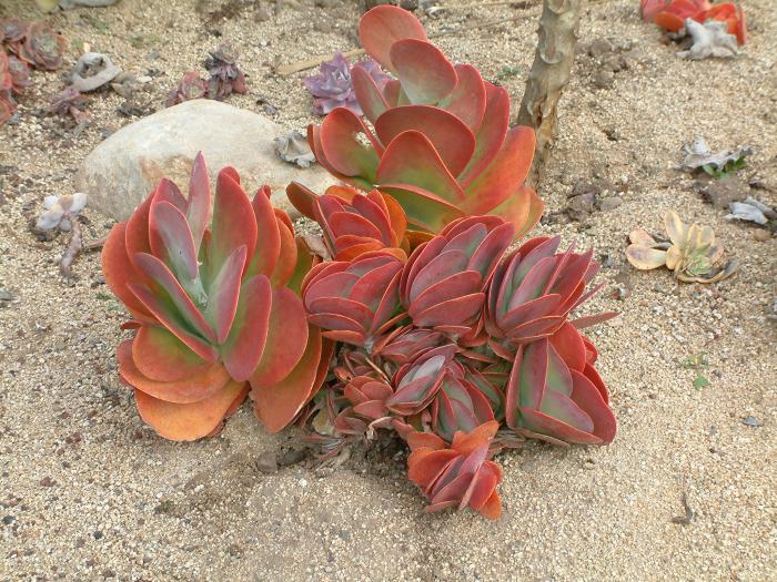 Kalanchoe luciae