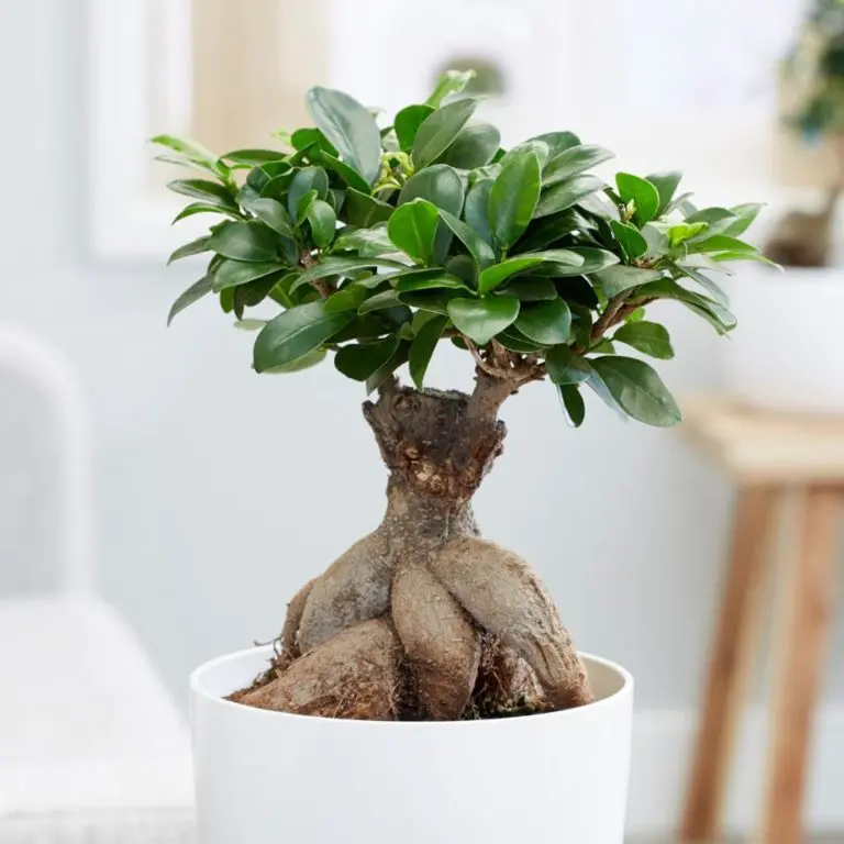 Ficus-Microcarpa