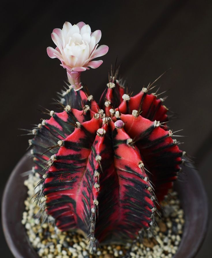 Gymnocalycium mihanovichii