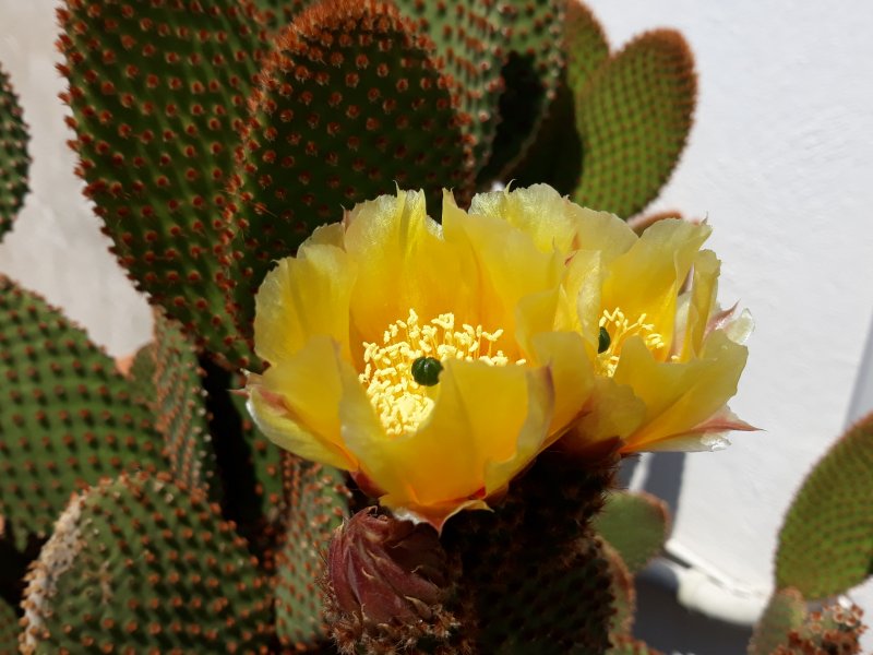 Opuntia microdasys