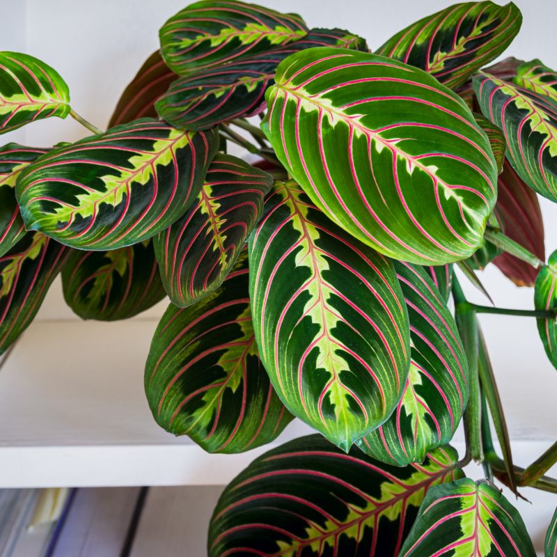 Maranta leuconeura