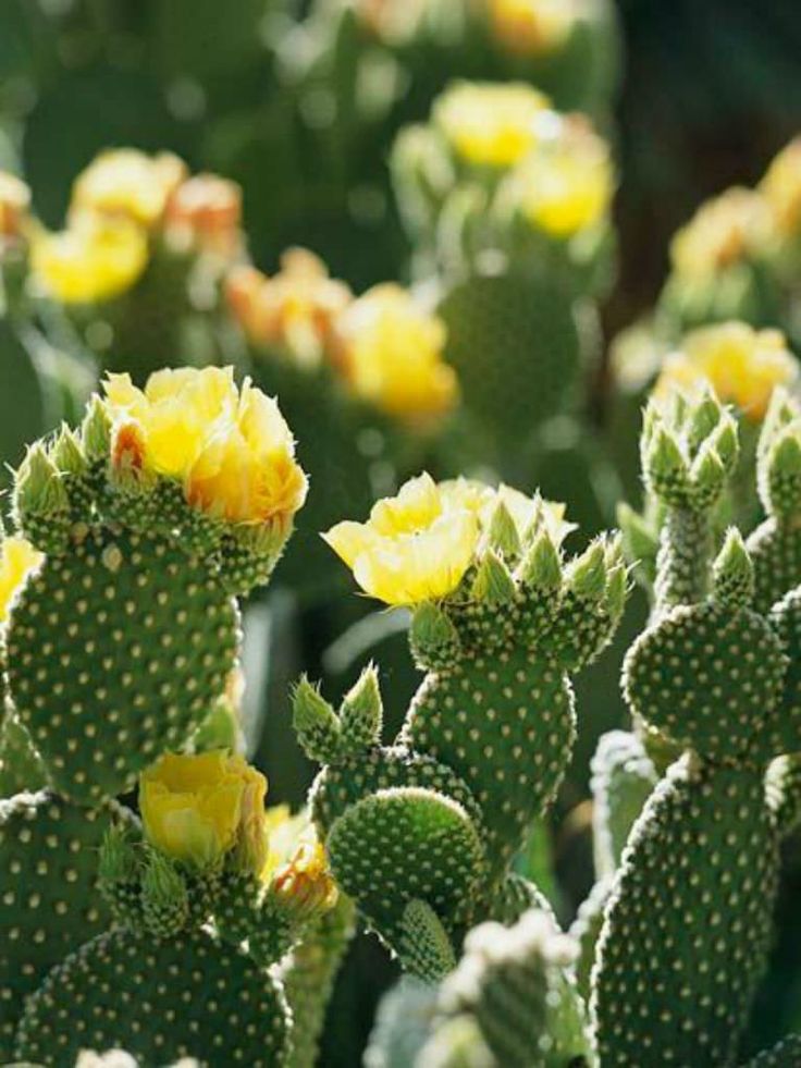 Opuntia microdasys