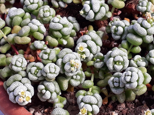 Crassula corallina