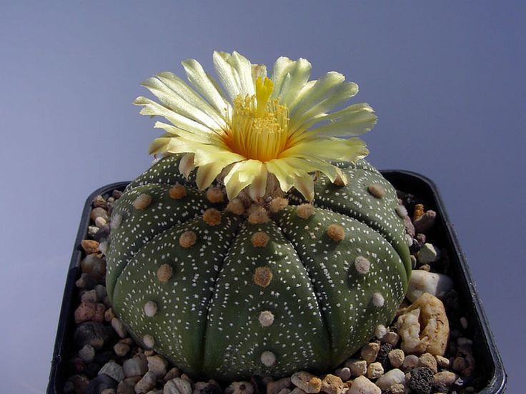 Astrophytum asterias