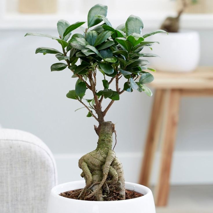 Ficus-Microcarpa