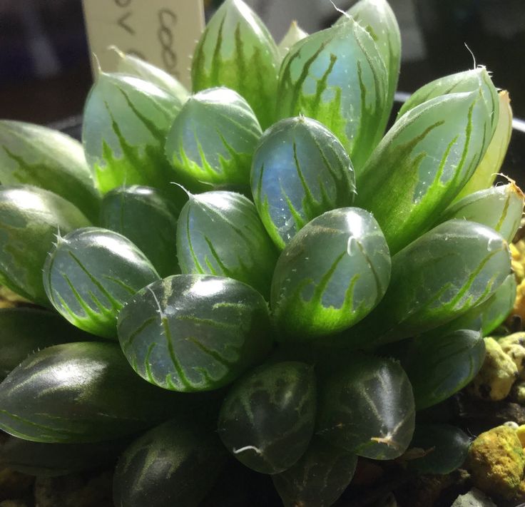 Haworthia Cooperi