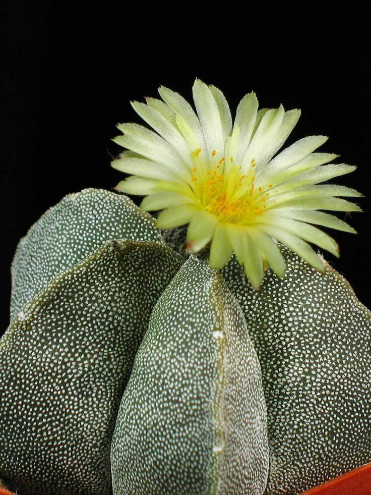 Astrophytum myriostigma