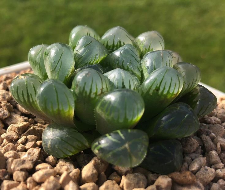 Haworthia Cooperi