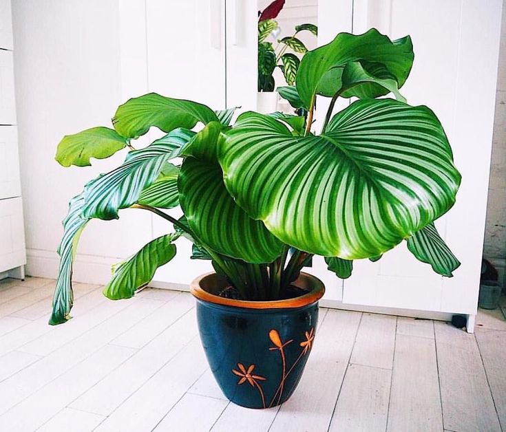 Calathea Orbifolia