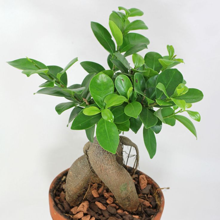 Ficus-Microcarpa