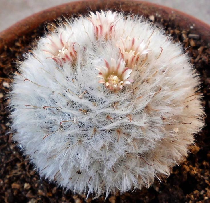 Mammillaria bocasana