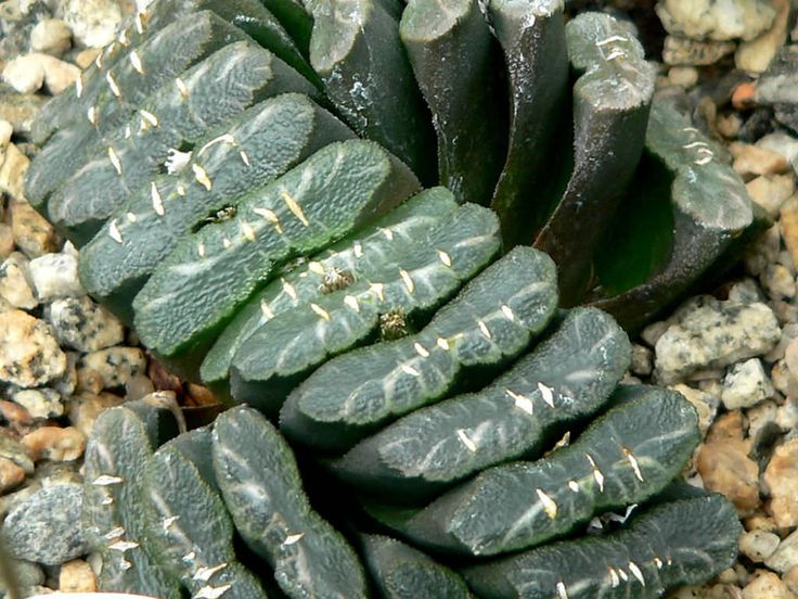 Haworthia truncata