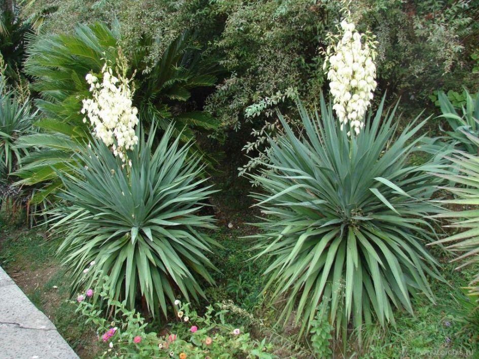 Yucca 