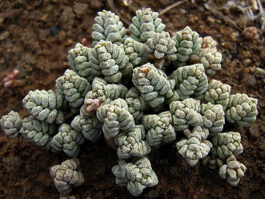 Crassula corallina