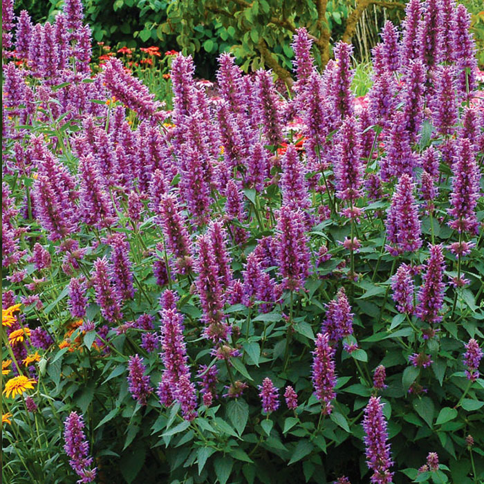 Agastache