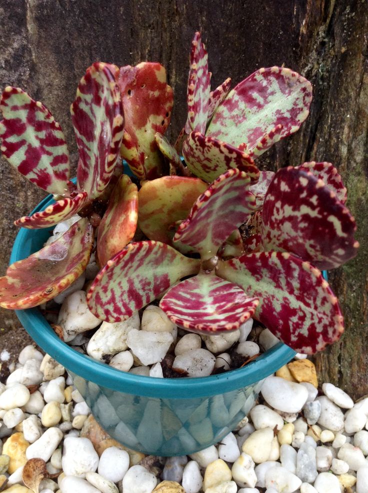 Kalanchoe humilis