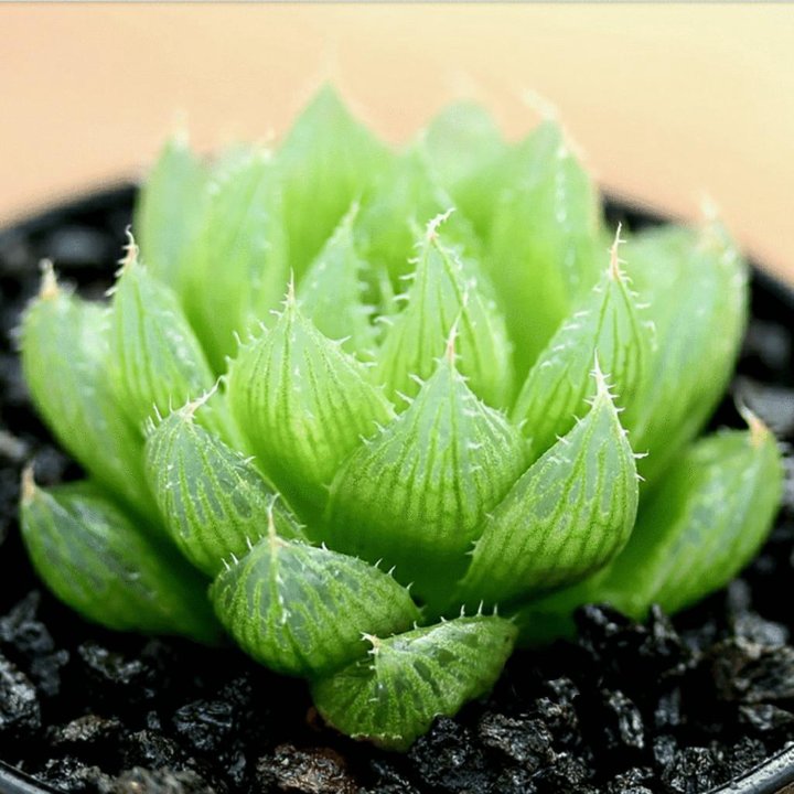 Haworthia Cooperi