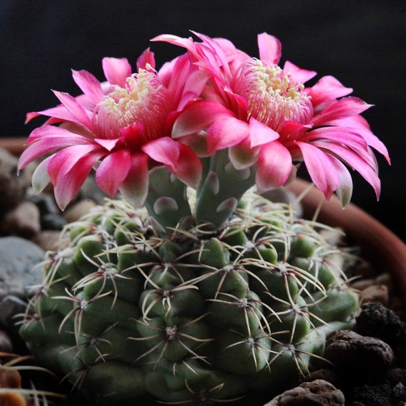 Gymnocalycium baldianum