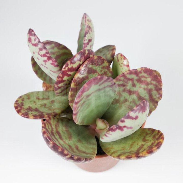 Kalanchoe humilis