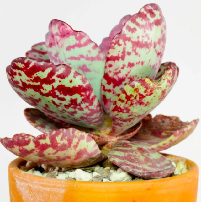 Kalanchoe humilis