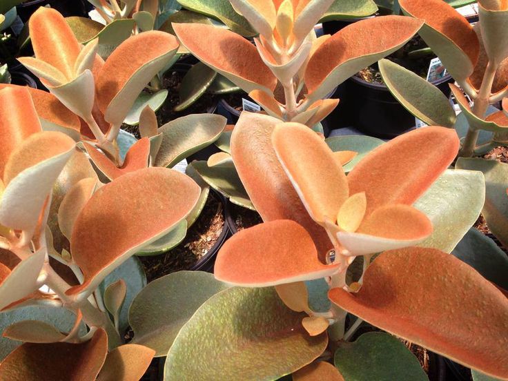 suculenta colher de cobre Kalanchoe orgyalis