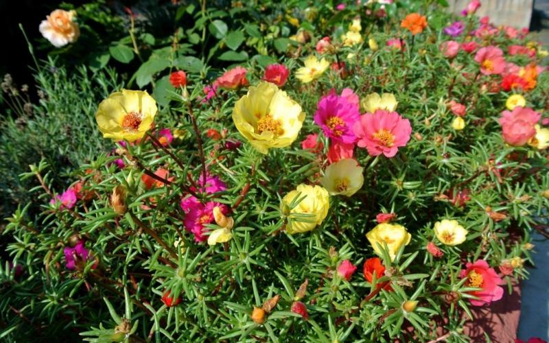 Portulaca