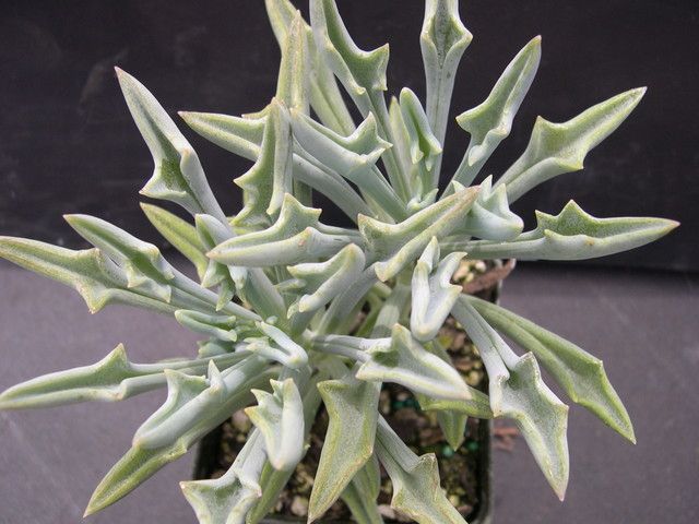 Senecio kleiniiformis