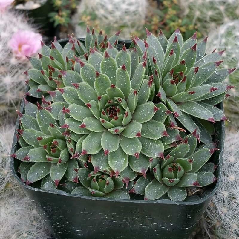 Sempervivum tectorum 