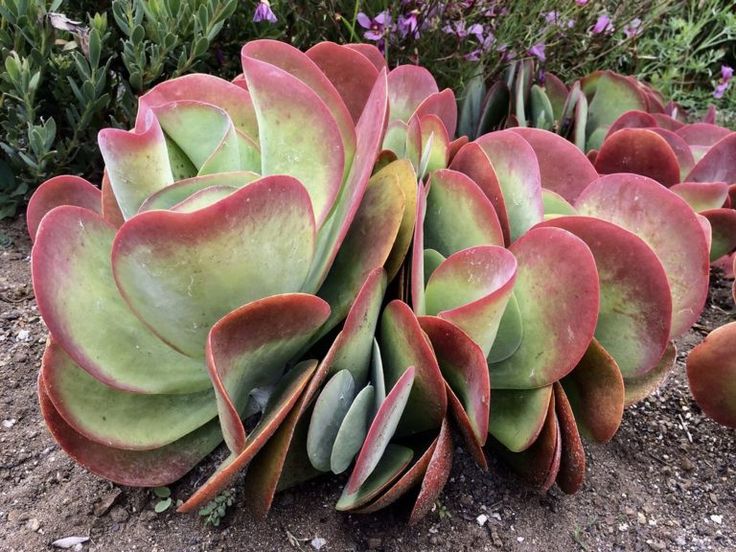 Kalanchoe luciae