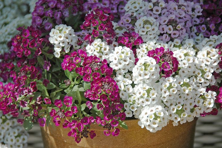 Alyssum