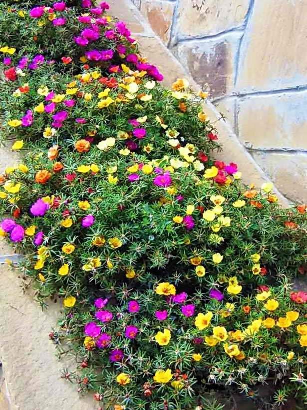 Portulaca