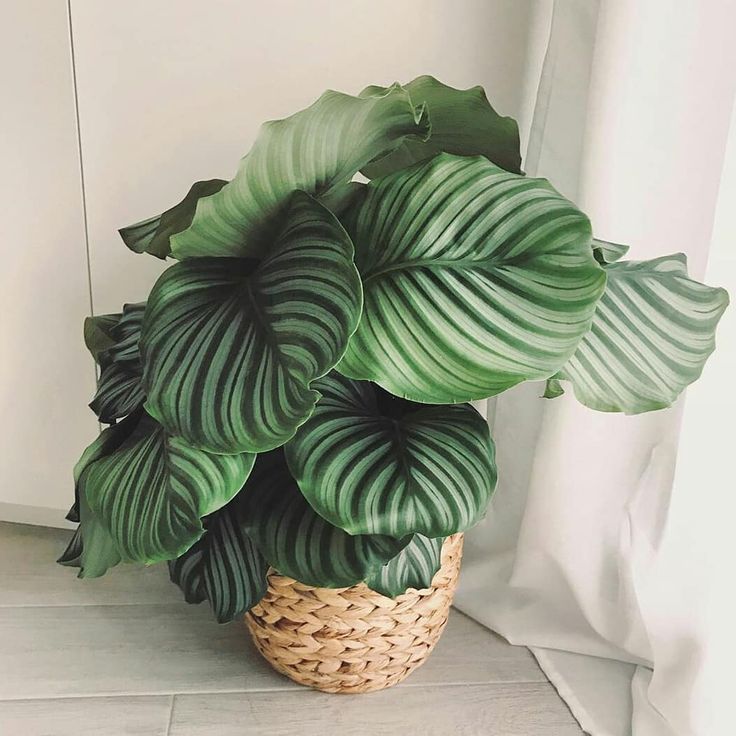 Calathea Orbifolia