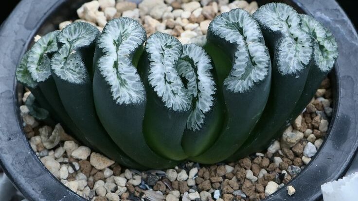 Haworthia truncata